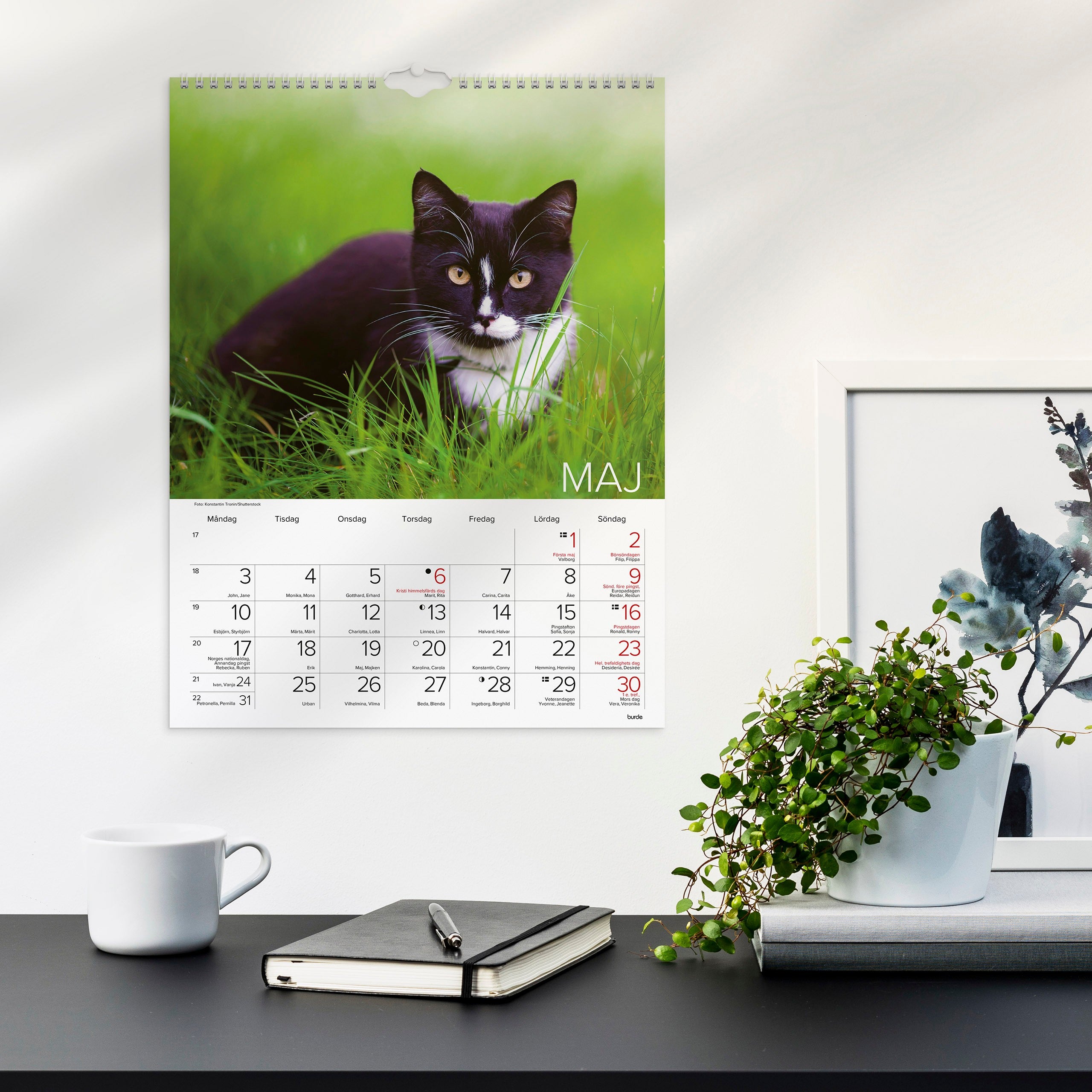 Väggkalender 2027 Stora Kattkalendern