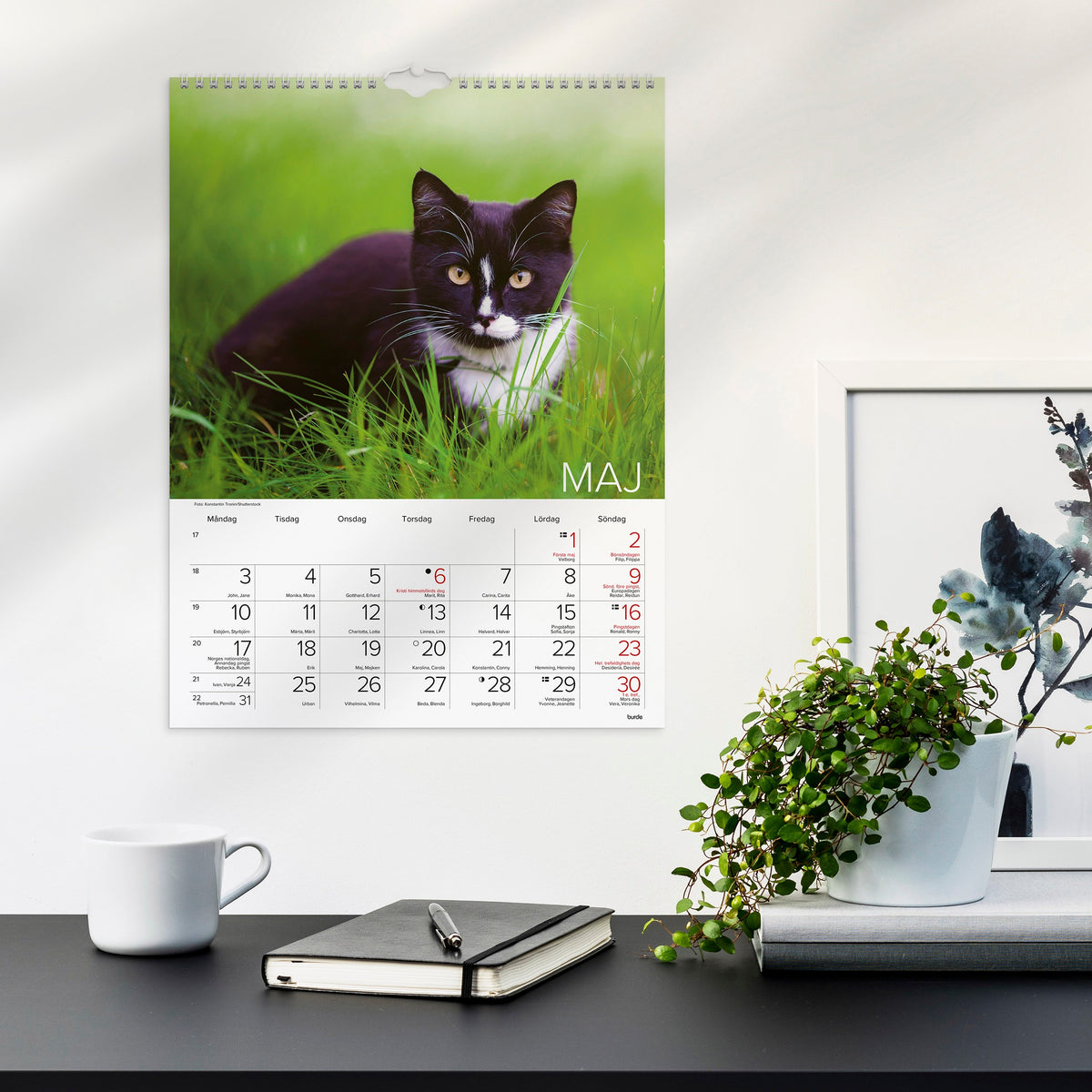 Väggkalender 2027 Stora Kattkalendern