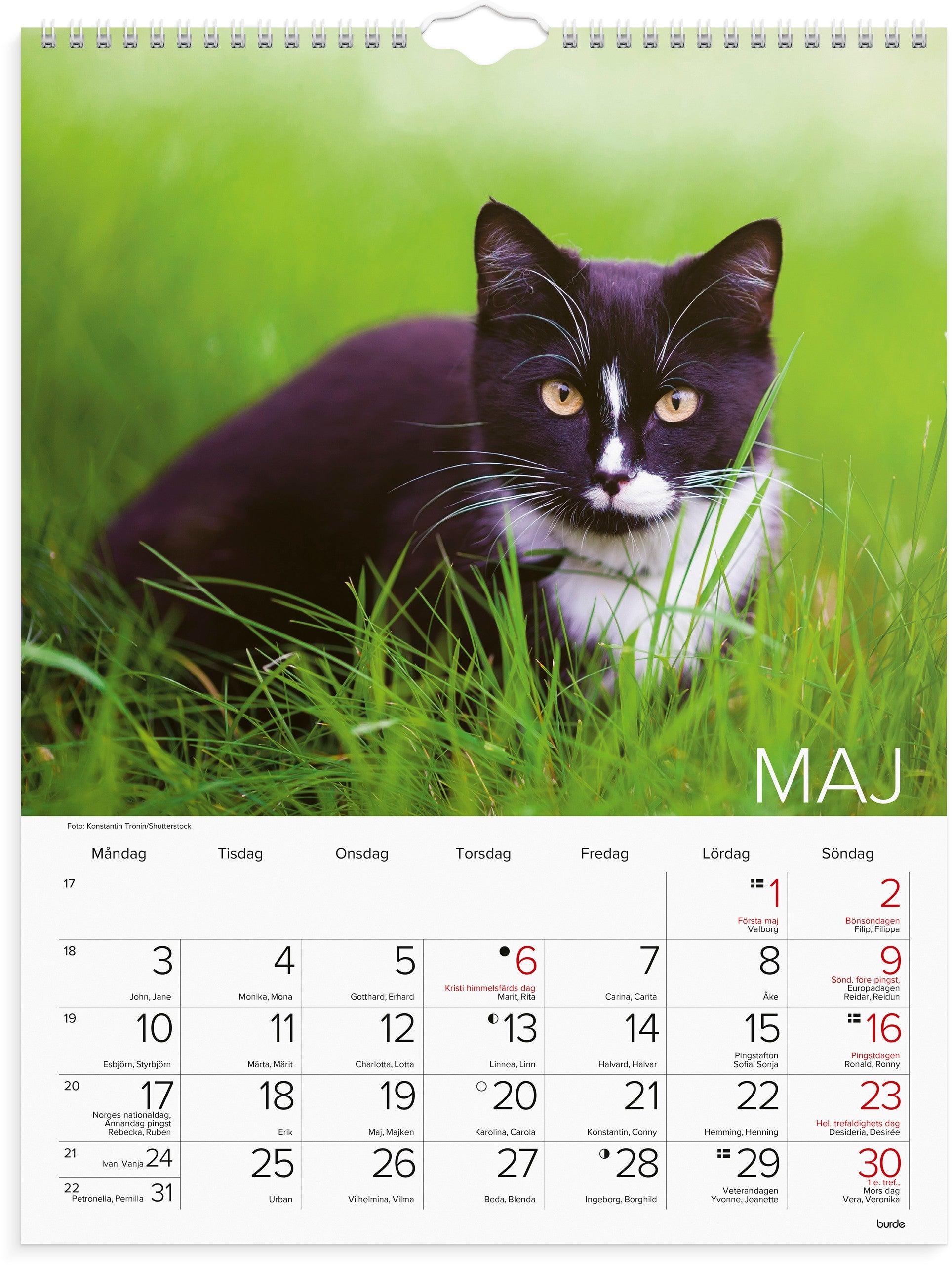 Väggkalender 2027 Stora Kattkalendern