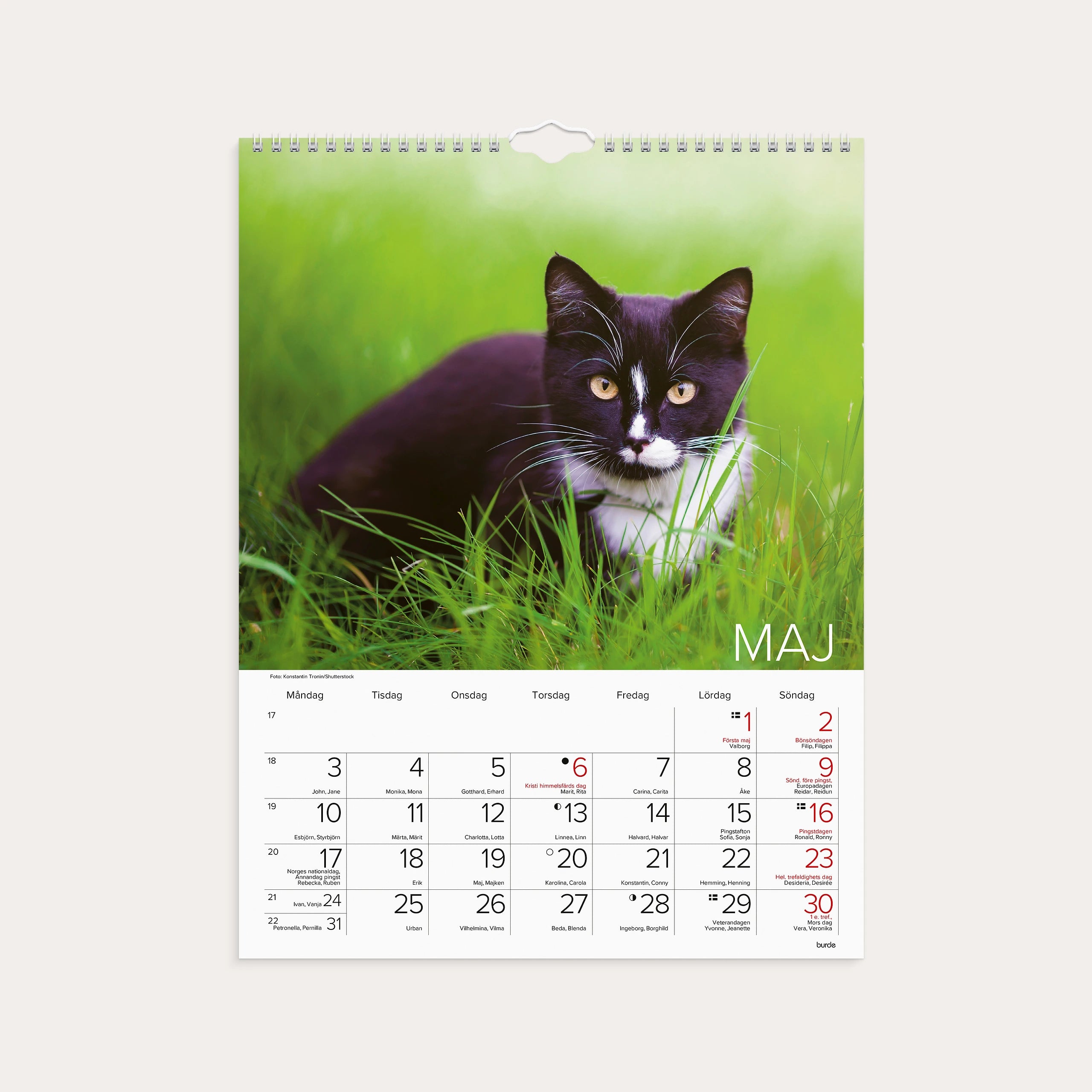 Väggkalender 2027 Stora Kattkalendern