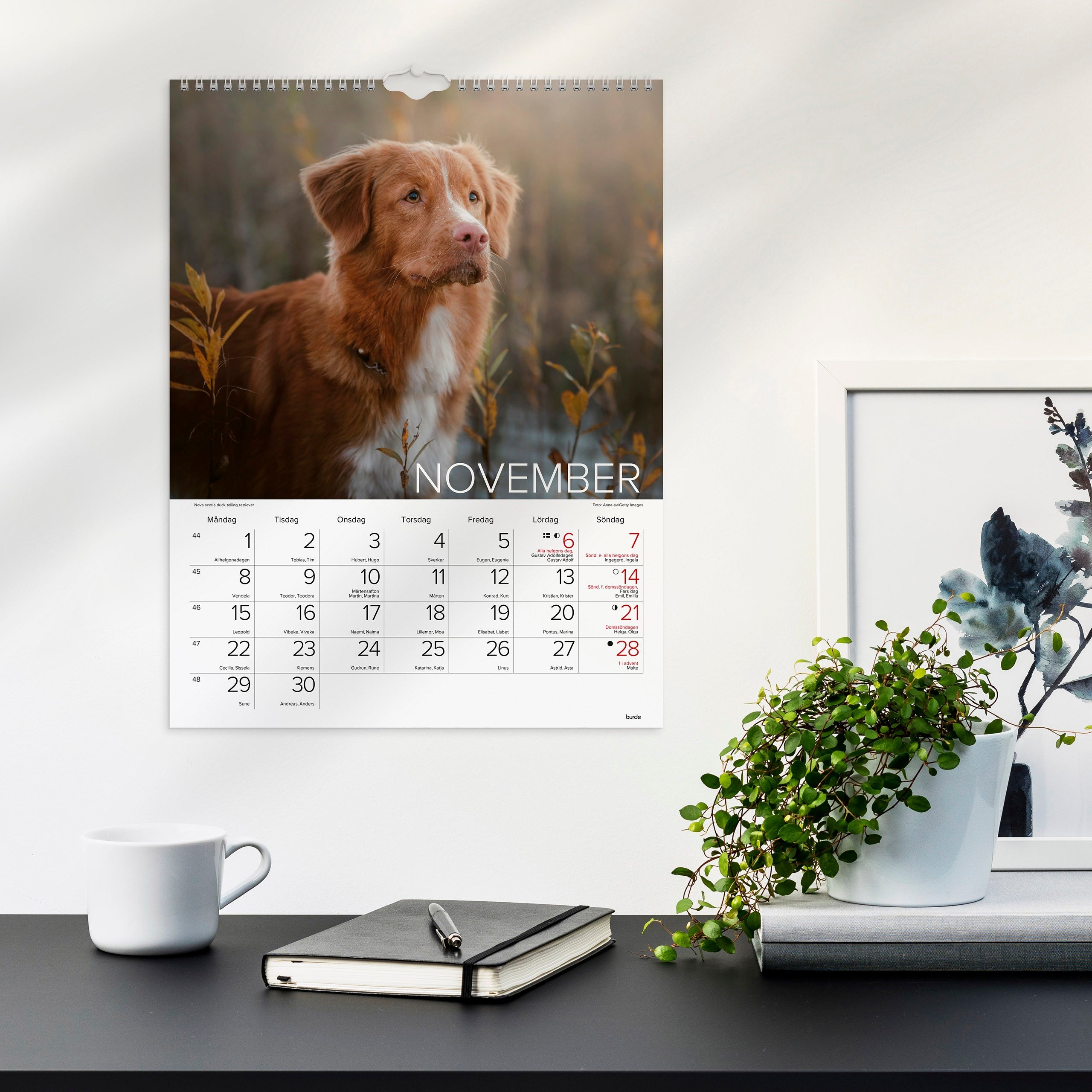 Väggkalender 2027 Stora Hundkalendern