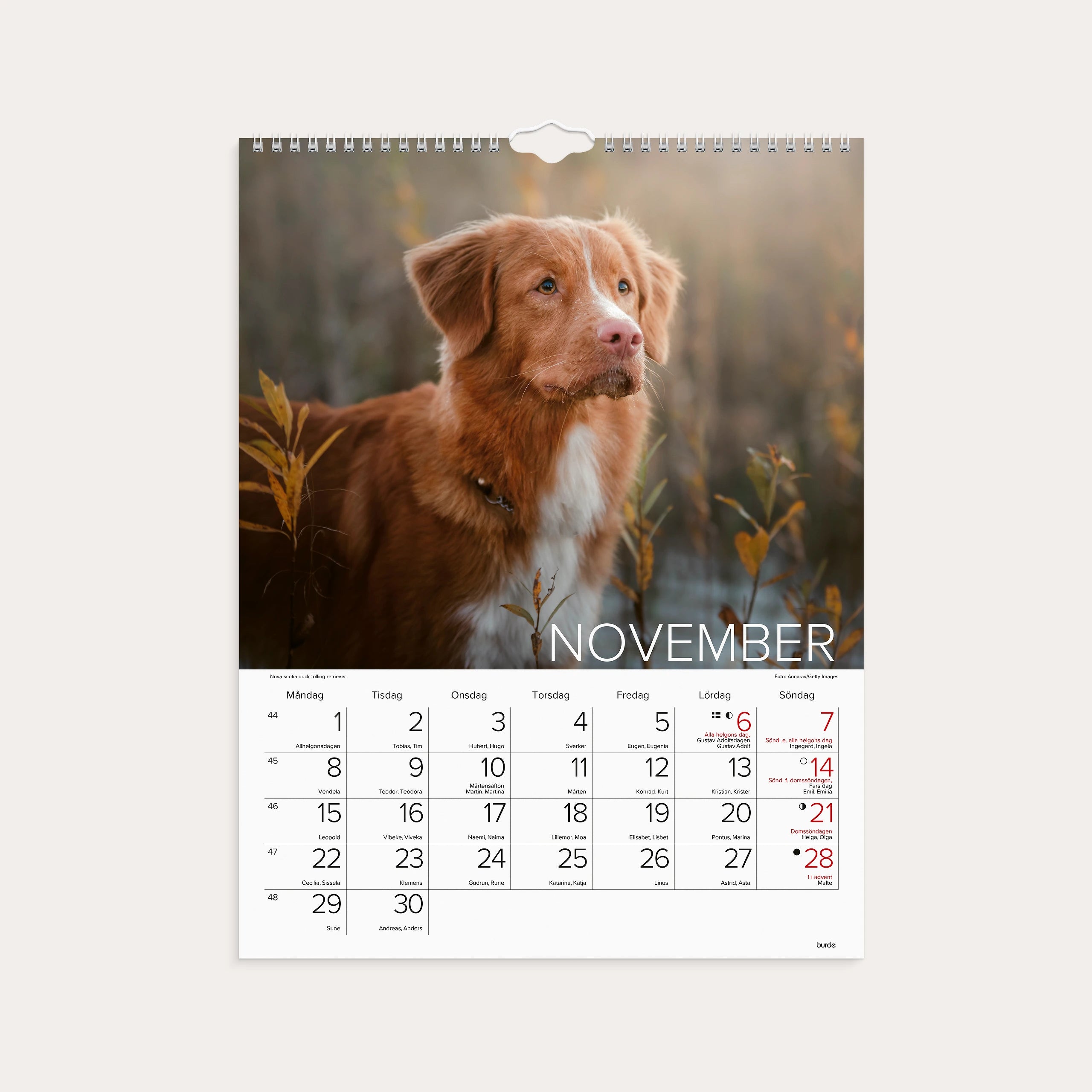 Väggkalender 2027 Stora Hundkalendern