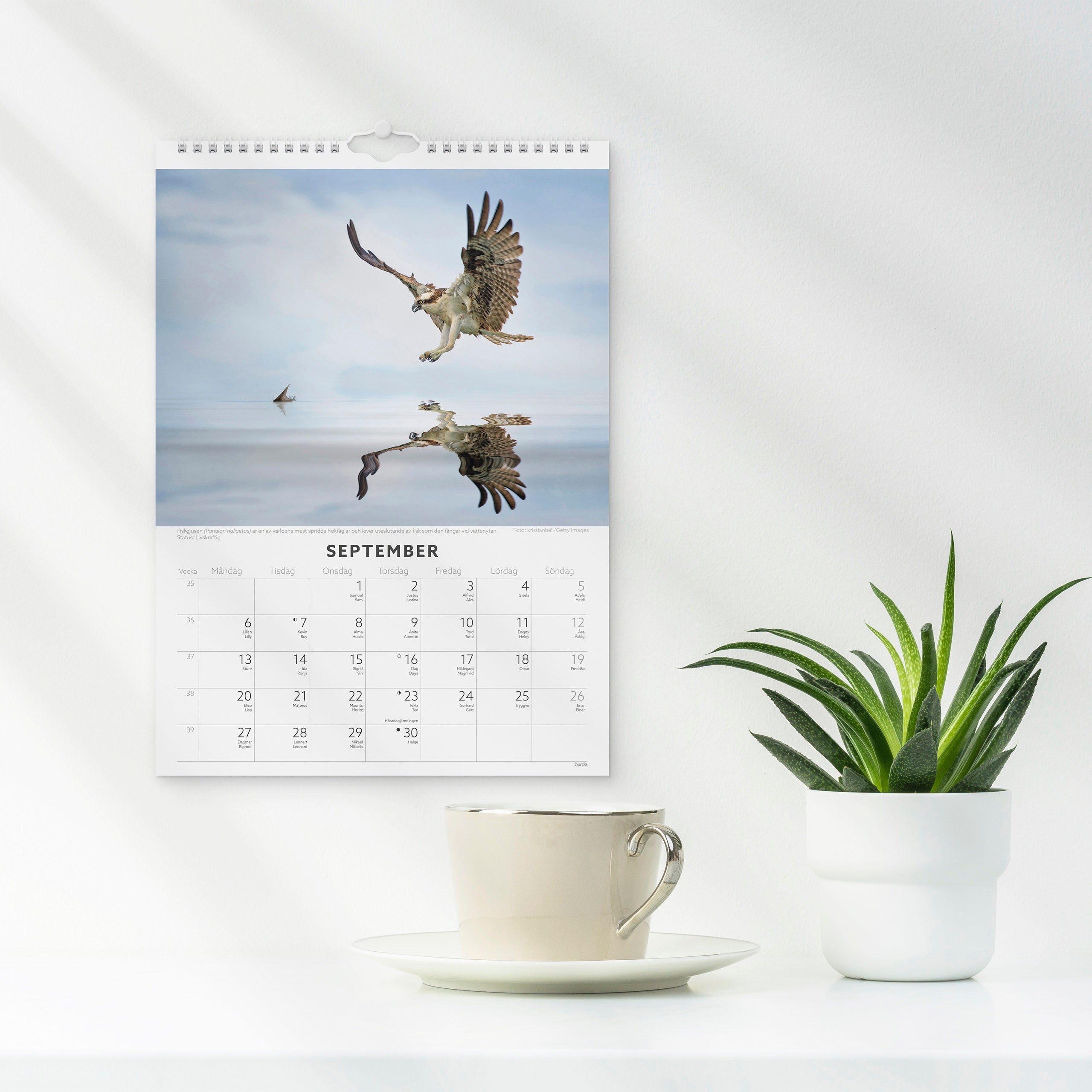 Väggkalender 2027 Fåglar
